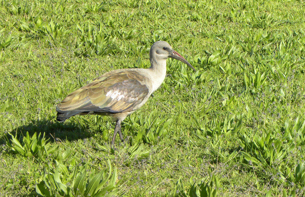 dal Sud Africa: Ibis hadada  (Bostrychia hagedash)